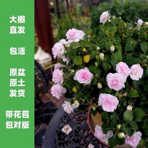 重瓣非洲凤仙花水梅花盆栽小苗带花苞原盆原土阳台客厅四季开花