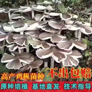 云南鸡枞菌菌种栽培种伞把菇野生蘑菇三塔菌荔枝菌菌种菌菇种植包