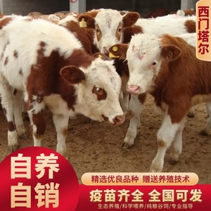 纯种西门塔尔牛育肥小牛犊活牛黄牛三四代个月小牛苗子活养殖技术