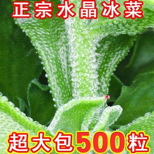 正棕冰菜种籽秋盆栽蔬菜种子冰草苗四季秋冬季菜种籽大全野菜种孑