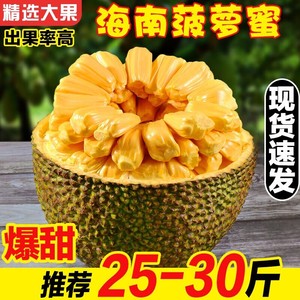 海南黄肉菠萝蜜新鲜水果整个10-40斤当季木波罗蜜干苞三亚特产