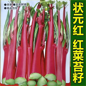 脆嫩红菜苔种子早熟鲜嫩红菜心湖北特产红菜苔种籽高产农家蔬菜籽