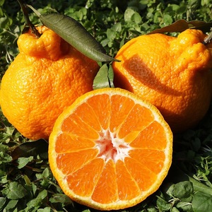 四川不知火丑橘正宗新鲜水果不是耙耙粑柑桔子丑柑橘子整箱包邮了