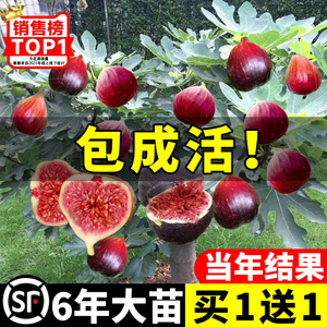 无花果树苗盆栽水果苗四季特大波姬红南北方阳台种植地栽当年结果