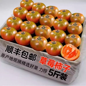 丹东草莓柿子西红柿新鲜自然熟铁皮柿子盘锦碱地生吃水果番茄顺丰