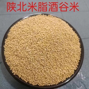 陕北榆林米脂县酒谷米2023年农家自种新米五谷杂粮做黄酒用的小米