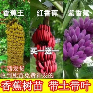 正宗紫色香蕉苗红香蕉苗耐寒抗冻庭院盆栽地栽南北方四季可种果树