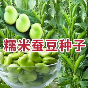 白皮蚕豆种子甜糯高产七星罗汉豆大荚胡豆种籽四季春秋季蔬菜种子