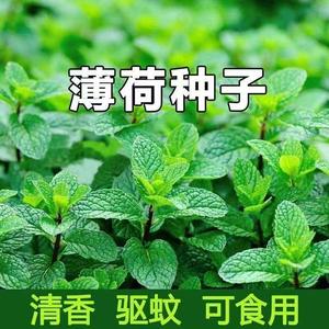 食用薄荷种子四季可播香草柠檬薄荷阳台盆栽驱蚊可泡茶薄荷叶