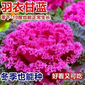 红色羽衣甘蓝花种子紫红雨衣叶牡丹可观赏可食用甘蓝种子四季耐寒