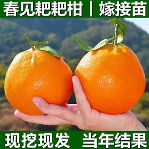 春见耙耙柑树苗四川嫁接柑橘果树地栽丑橘苗当年结果橘子粑粑柑