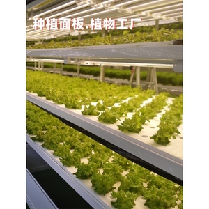 无土栽培设备水培面板蔬菜鱼菜共生阳台天台定植板水上种植浮板