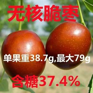 枣树苗无核脆枣冬枣耐寒品种地栽庭院适合南北方种植包成活冬枣树