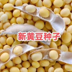 千斤豆黄豆种子大豆子大粒农家自种大豆种籽特大高产早熟抗病抗倒