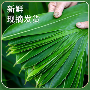 端午节粽子叶新鲜粽叶大号箬叶宽大棕叶食品环保包粽子的叶子