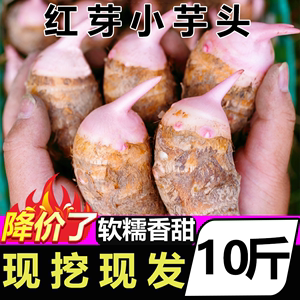 9斤红芽芋头金华现挖粉糯毛芋艿香芋子非广西荔浦新鲜小芋头蔬菜