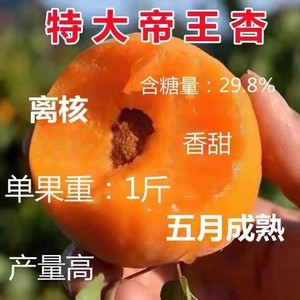 特大耐寒耐旱帝王杏树苗嫁接盆栽地栽南方北方种植试种当年结果