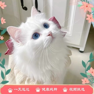 香港发货白色金吉拉猫咪临清狮子猫幼崽英短长毛波斯猫活体宠物猫