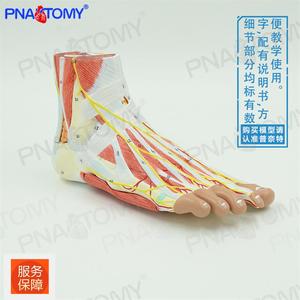 人体脚足部肌肉层次结构解剖模型脚关节神经血管韧带医用手足外科