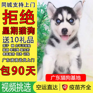 【广东犬舍】纯种哈士奇幼犬三把火蓝眼中型二哈哈士奇活体宠物狗