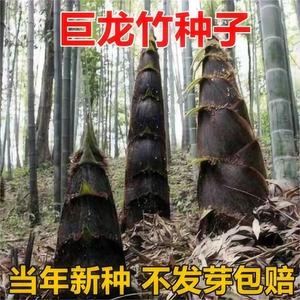 大型巨龙竹种子苗楠竹笋苗巨龙竹四季户外种植家庭阳台蔬菜种子