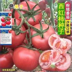 大果西红柿自然成熟沙瓢大粉番茄种子家庭庭院盆栽蔬菜攀枝花番茄