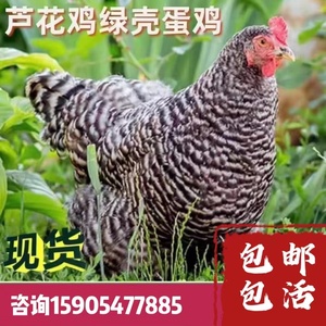 纯种芦花鸡绿壳 鸡活苗散养青年鸡成年鸡种蛋高产汶上芦花母鸡