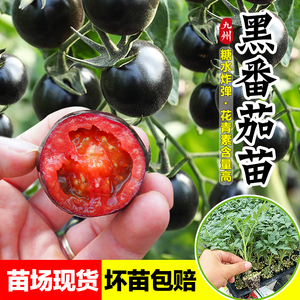 黑番茄苗种子西黑柿苗超甜黑珍珠小西红柿苗阳台盆栽黑圣女果树苗