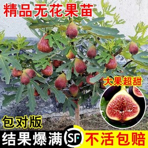 无花果树苗盆栽水果苗四季特大波姬红南北方阳台种植地栽当年结果