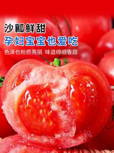 普罗旺斯西红柿新鲜沙瓤粉番茄10斤自然熟山东草莓柿子水果大生吃
