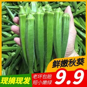 黄秋葵新鲜蔬菜当季新鲜秋葵鲜嫩羊角豆现摘现发净重1-4.8斤
