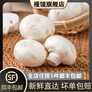 【槿馐】口蘑500g 新鲜白蘑菇口菇双孢菇煲汤蔬菜食用菌菇5件包邮