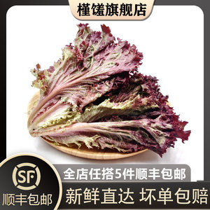 【槿馐】罗莎红500g 红叶生菜生吃紫叶生菜 新鲜蔬菜西餐沙拉食材