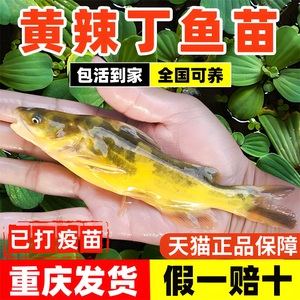 黄辣丁黄骨鱼苗淡水养殖食用黄颡鱼苗昂刺黄鸭叫黄丫头小鱼苗批发