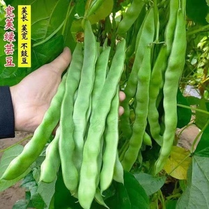 高产宽扁芸豆种子无筋架豆种子三扁二扁芸豆种四季豆种子各地可种