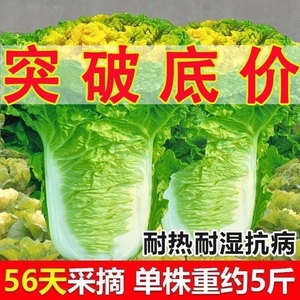 北京小杂56早熟黄心大白菜种籽春夏秋包心白菜种高产抗病蔬菜种子