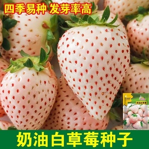 奶油白草莓种子四季盆栽草莓苗子奶莓种籽阳台盆栽庭院水果种孑籽