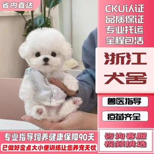 [浙江犬舍]纯种比熊幼犬活体白色可爱型法国卷毛小型犬宠物小狗