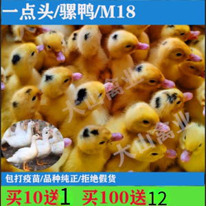 家养M18一点头骡鸭小黄鸭半番鸭苗好养便宜活的成年散养疫苗齐全