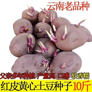 云南红皮黄心发芽土豆种子高产早熟洋芋种优质老品种马铃薯种植苗