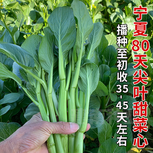 宁夏80天尖叶菜心菜种籽多芽油青广东甜菜心种子四季青菜蔬菜种孑