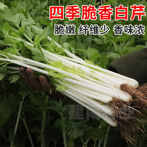四季脆香白芹菜种孑白梗白杆芹菜籽种耐热耐寒小香芹种籽蔬菜种子