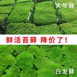 鲜活苔藓新鲜青台草假山青苔植物微景观生态瓶diy盆景铺面材料