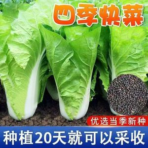 速生四季快菜种子小白菜种籽春夏秋冬早熟阳台盆栽蔬菜青菜孑