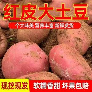 高山红皮黄心土豆新鲜蔬菜红皮洋芋农家当季马铃薯蔬菜产地包邮价