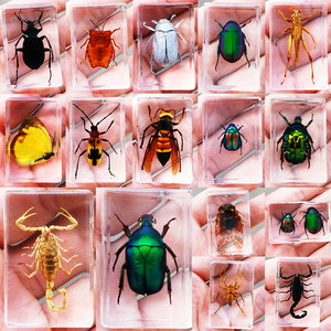 真实昆虫标本透明树脂幼儿园教学展示盒动物虫子琥珀蜘蛛蝎子蜜蜂