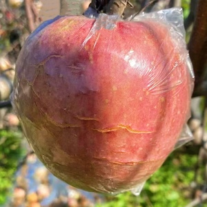 脆甜徐州丰县大沙河红富士苹果10斤特级新鲜野生水果冰糖心丑萍果