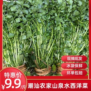 广东潮汕本地农家自种西洋菜新鲜蔬菜豆瓣菜水菠菜现摘生态种植