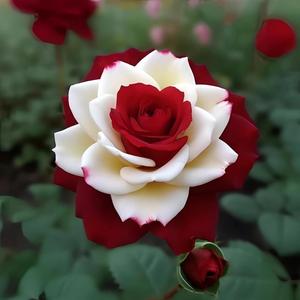 法国双生玫瑰花室内盆栽植物阳台花卉庭院种植耐寒好养活月季浓香