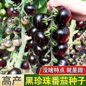 黑珍珠番茄种子黑西红柿种苗种籽小番茄耐热耐寒阳台盆栽蔬菜种孑